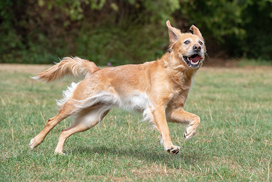 Hunde Fotoshooting Tickets Termine Jochen Schweizer